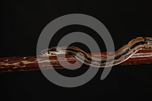 Royal Python, or Ball Python Python regius, studio