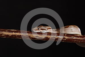 Royal Python, or Ball Python Python regius, studio