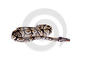 Royal Python, or Ball Python on white