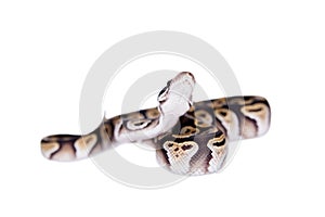 Royal Python, or Ball Python on white