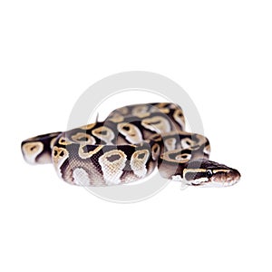 Royal Python, or Ball Python on white
