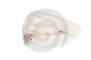 Royal Python, or Ball Python on white