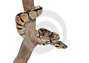 Royal python on a branch, Python regius, isolated