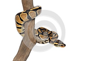 Royal python on a branch, Python regius, isolated photo