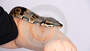 Royal python. Closeup of a royal or ball python coiled around the arm of a person with a studio background