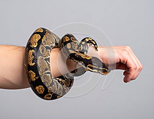 Royal python. Closeup of a royal or ball python coiled around the arm of a person with a studio background