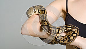 Royal python. Closeup of a royal or ball python coiled around the arm of a person with a studio background
