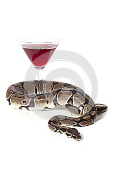 Royal Python with glass of wine