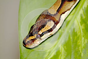 Royal python head