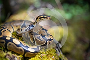 The royal python looks up close-up. Reptile in the terrarium.