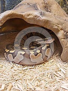 The royal python looks up close-up. Reptile in the terrarium.