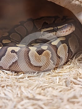 The royal python looks up close-up. Reptile in the terrarium.