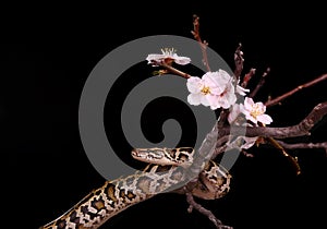 royal python moorish viper boa snake on a branch with flowers on dark background