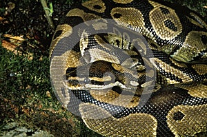 Royal Python, python regius, Adult