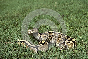 Royal Python, python regius, Adult standing on Grass