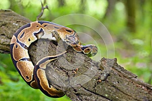 The Royal python Python regius, also called the ball python lying twisted on a dry branch with a green background.Small African