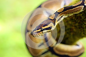 The Royal python Python regius, also called the ball python lying twisted on a dry branch with a green background.Small African