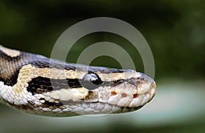 ROYAL PYTHON python regius, CLOSE-UP OF HEAD