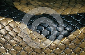 Royal Python, python regius, Close Up of Skin