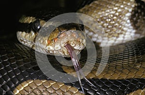 Royal Python, python regius, Head of Adult with Tongue out