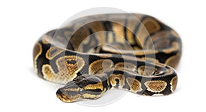 Royal python, Python regius, isolated photo