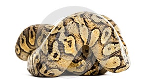 Royal python, python regius, rolled photo