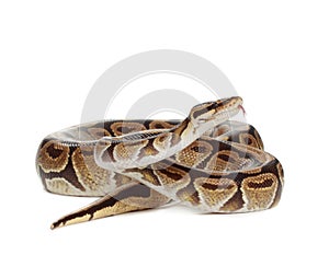 Royal Python snake photo