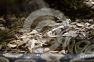 Royal Python snake creeping on jungle ground.