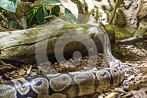 Royal Python snake creeping on jungle ground.