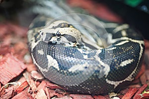 Royal python snake head, close-up