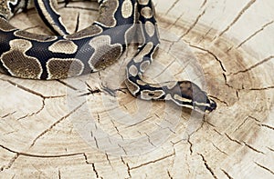 Royal Python snake on a stump