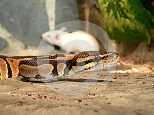 Royal python in the terrarium with a mouse