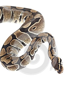 Royal Python on white background
