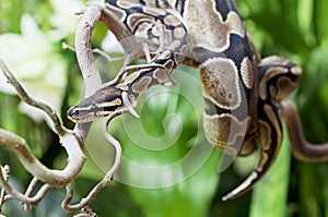 Royal Python on a wooden branch