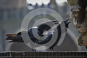 Royal ravens in the Tower of London