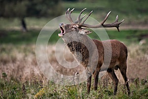 Royal red deer stag