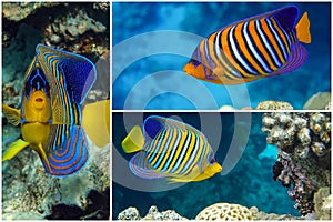 Royal or Regal Angelfish Pygoplites diacanthus  - red Sea