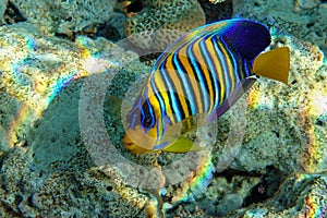 Royal or Regal Angelfish Pygoplites diacanthus  - red Sea