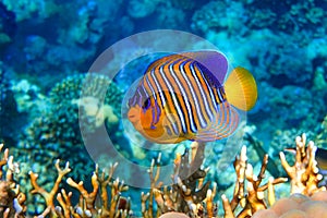 Royal or Regal Angelfish Pygoplites diacanthus  - red Sea