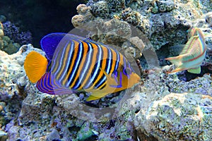 Royal or Regal Angelfish Pygoplites diacanthus  - red Sea