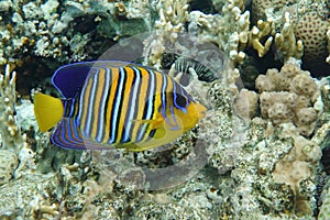 Royal or Regal Angelfish Pygoplites diacanthus  - red Sea