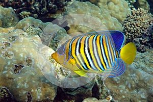 Royal or Regal Angelfish Pygoplites diacanthus  - red Sea