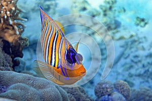 Royal or Regal Angelfish Pygoplites diacanthus  - red Sea