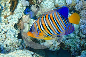 Royal or Regal Angelfish Pygoplites diacanthus  - red Sea