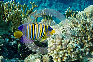 Royal or Regal Angelfish Pygoplites diacanthus  - red Sea