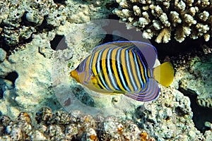 Royal or Regal Angelfish Pygoplites diacanthus  - red Sea