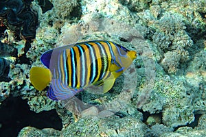 Royal or Regal Angelfish Pygoplites diacanthus  - red Sea