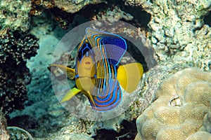 Royal or Regal Angelfish Pygoplites diacanthus  - red Sea