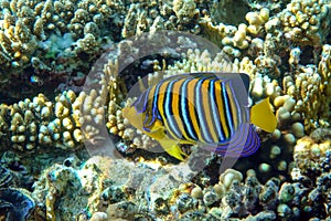 Royal or Regal Angelfish Pygoplites diacanthus  - red Sea