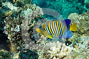 Royal or Regal Angelfish Pygoplites diacanthus  - red Sea